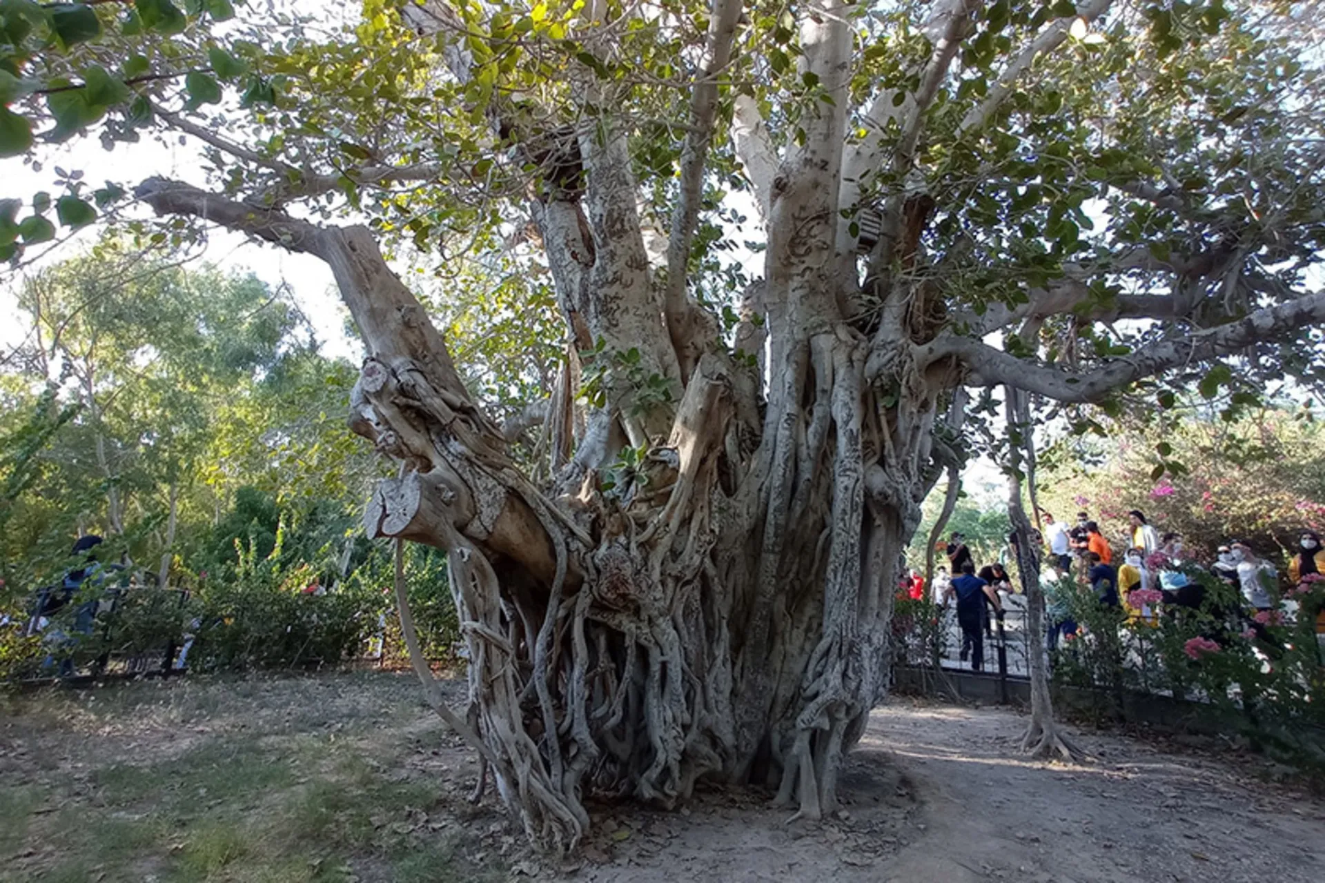 درخت سبز کیش