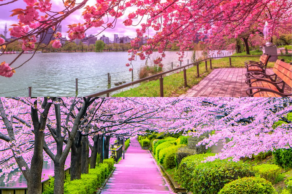 جشن شکوفه‌های گیلاس